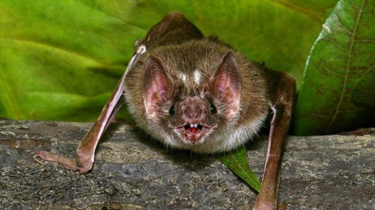 Harmless when they harm – HR message from leech and vampire bat